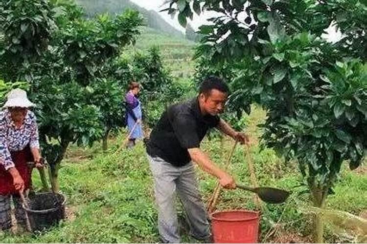 普钙和钙镁磷肥哪个好