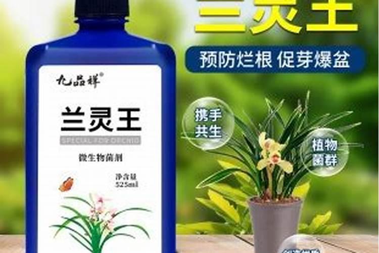 兰花多箭素和兰灵王效果一样吗