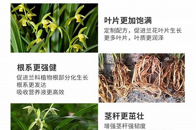 刚上盆的兰花可用兰陵王多长时间用一次