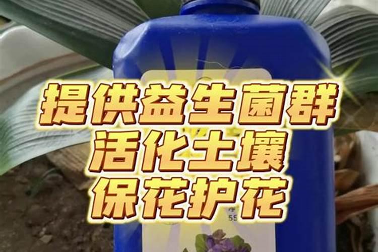 墨兰崔花剑时用磷酸二氢钾好,还是用兰菌王好