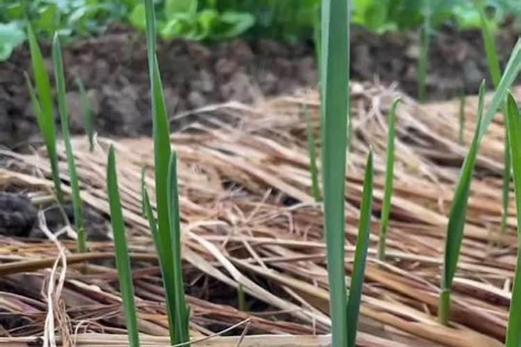 菖蒲叶子黄了怎么办