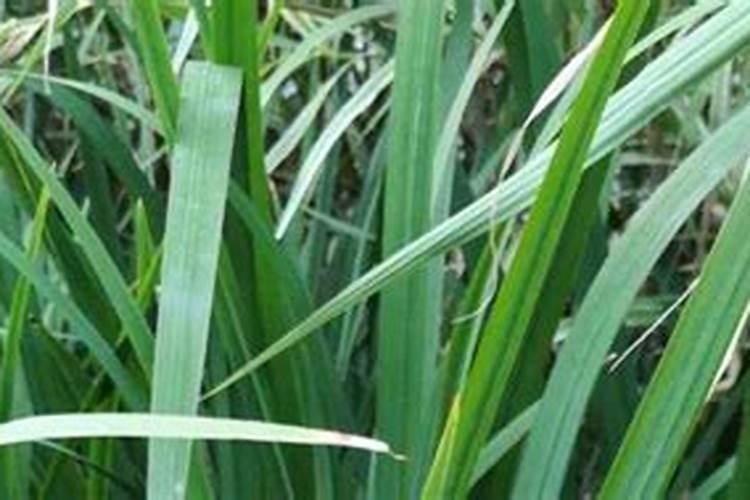 菖蒲叶子黄了怎么办