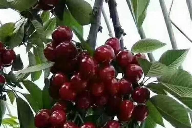 颗粒水溶肥巧棵力在什么作物上用效果好？