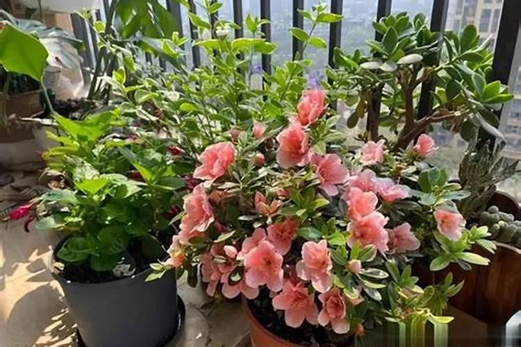 青椒实蝇会降低产量,青椒实蝇发生条件是什么？