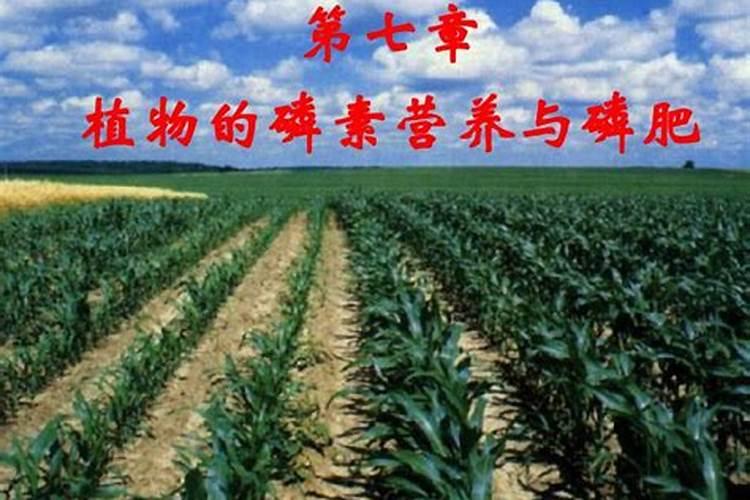 磷肥过量的症状