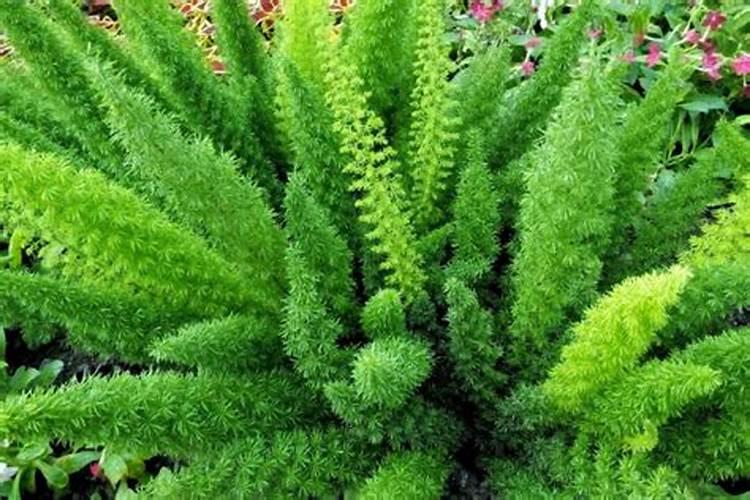 果树果子增甜喷洒什么肥料