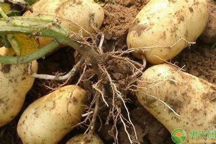 无锡最大的蔬菜批发市场