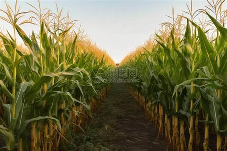 BB肥龙高L2玉米专用肥的四大效果