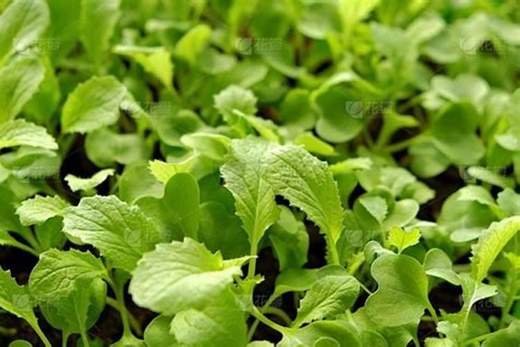上海青菜种植时间和方法
