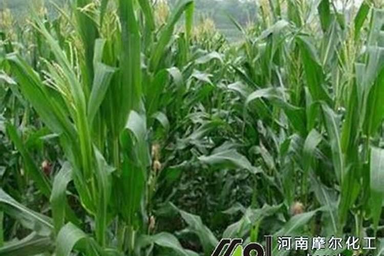 沃生钙和糖醇钙哪种好