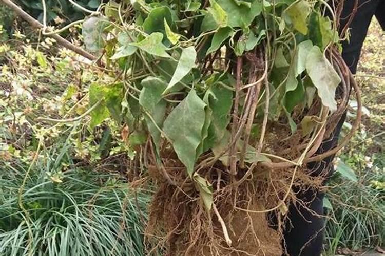 新疆伊犁冬油菜籽种植及方法