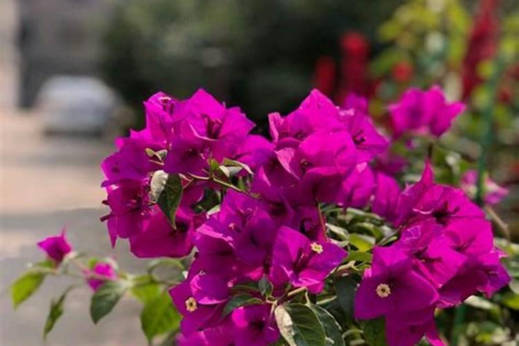 水稻破口期需要水吗,用什么药增产