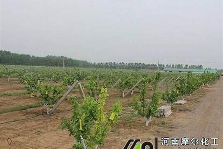 苜蓿在种植的时候用什么肥料最好？直接用尿素可以吗？