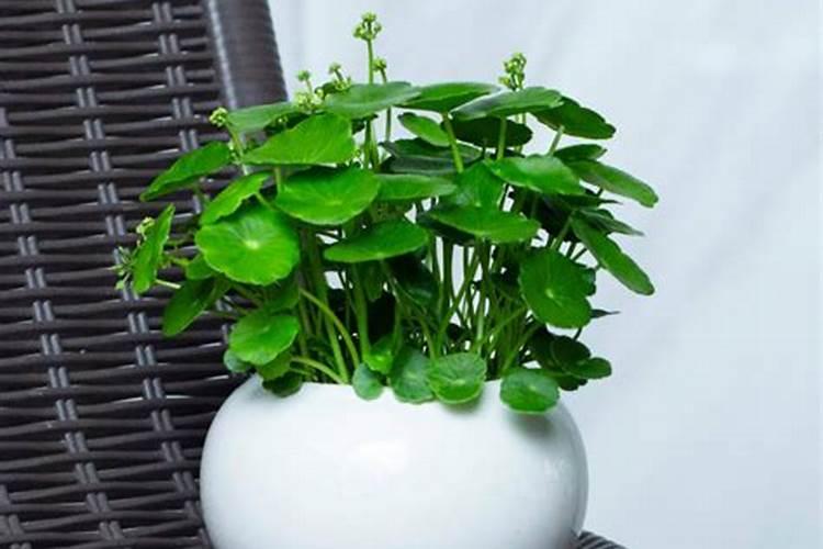 铜钱草瘦小黄叶怎么办？掌握“方法”轻松“逆袭”,旺盛又浓绿百度知...