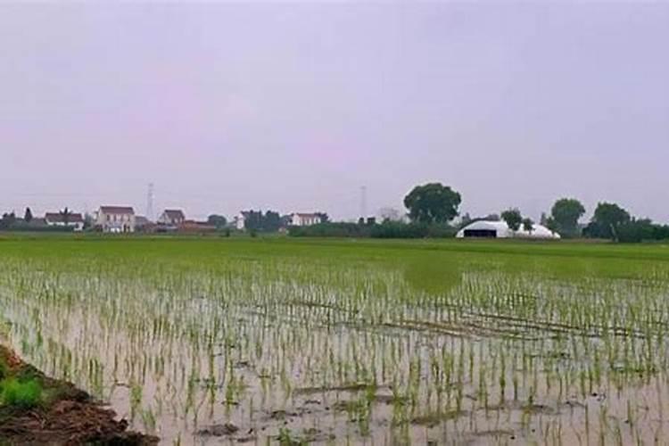 水稻施肥量和时间 水稻施肥用量和时间