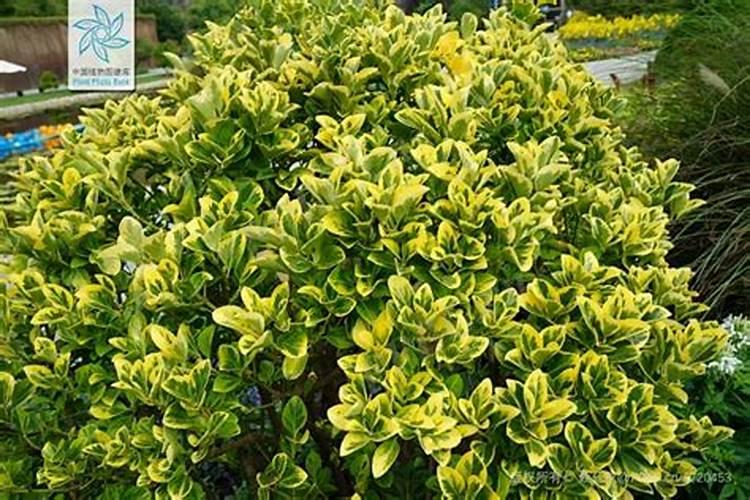 家中院子里同一地方,连种两年柿子树都死了。不知道什么原因？？