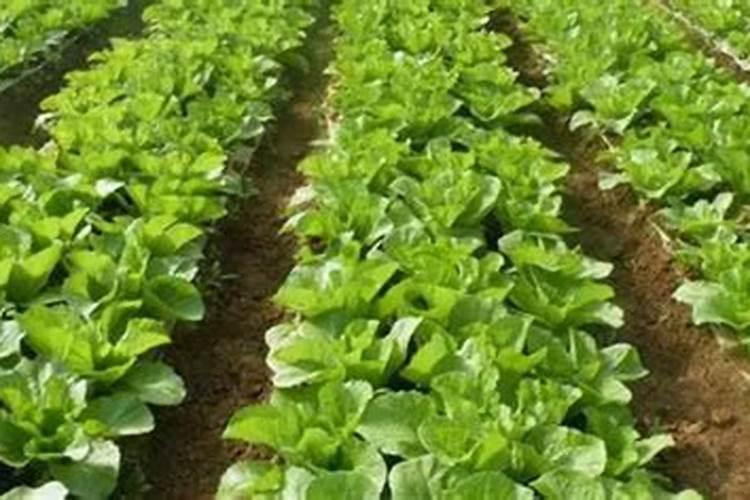 青菜施肥用复合还是尿素