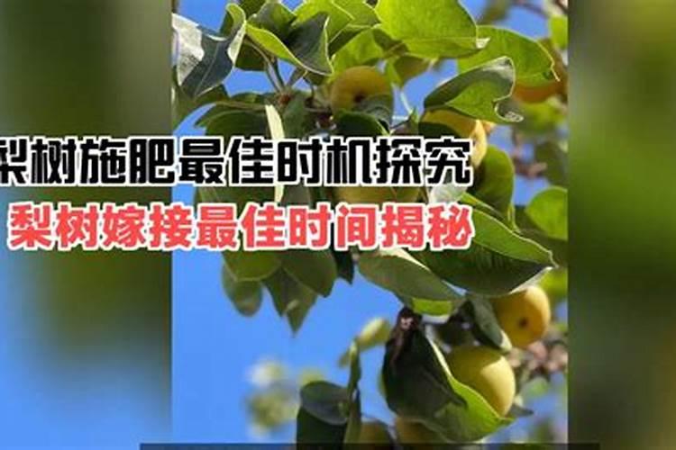 一亩地玉米30斤水,应该加,大量元素水溶肥多少克