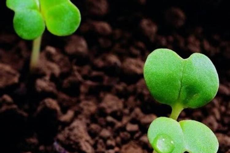 玉米种植膜下滴灌栽培技术 玉米怎么养殖能高产