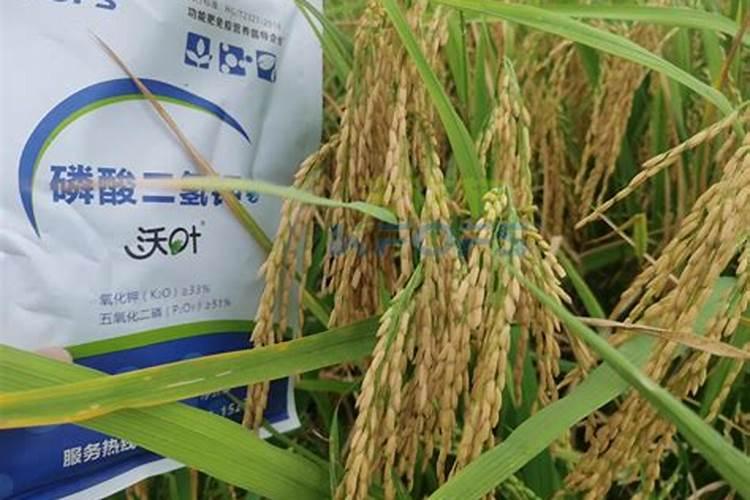 氯化钾在水稻那个生长期用最好？