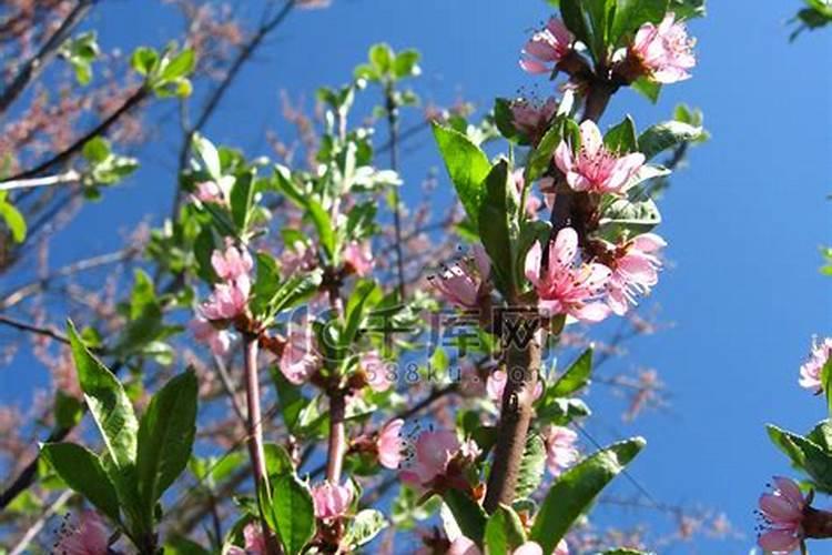 开花期桃树可以施肥吗