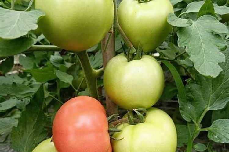 向日葵的气味是什么味道的？