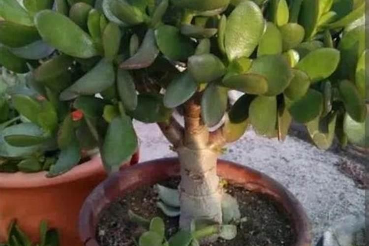 玉树开花意味着什么？