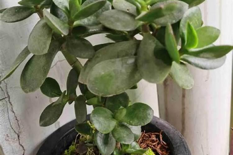 养玉树盆景,如何才能让它长得粗壮？