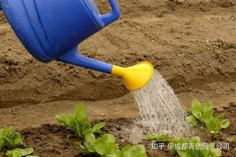 石榴在结果期间需要施肥吗