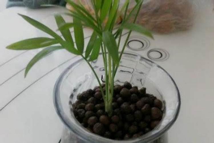 凤尾竹夏天怎么养,五大要点教你养殖凤尾竹