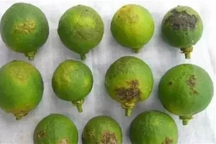 硼肥在柑橘树上的最佳使用时期