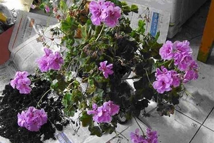 天竺葵怎么换盆长势旺