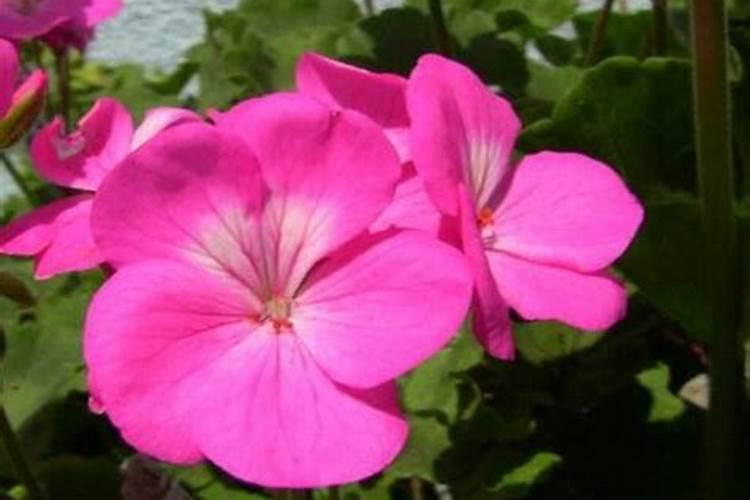 天竺葵的养殖方法 天竺葵的养殖方法和注意事项