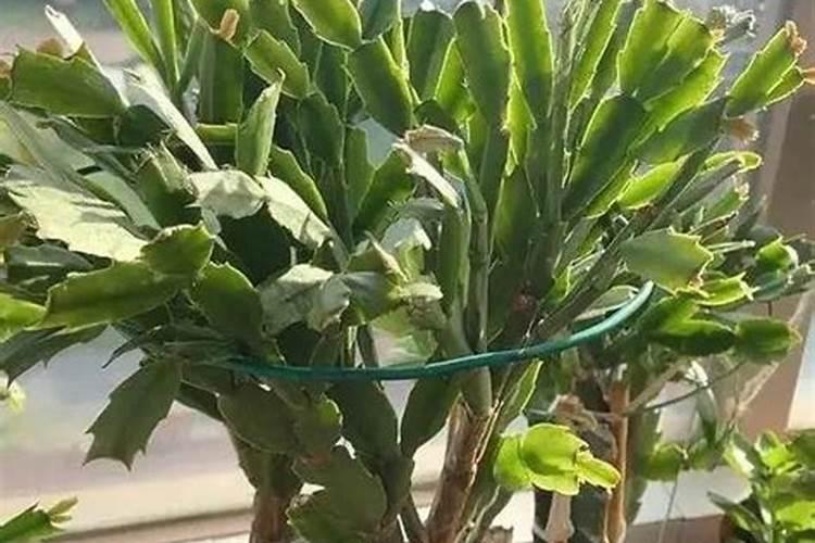 蟹爪兰用什么肥料最好