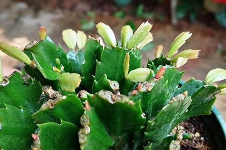 蟹爪兰怎么施肥