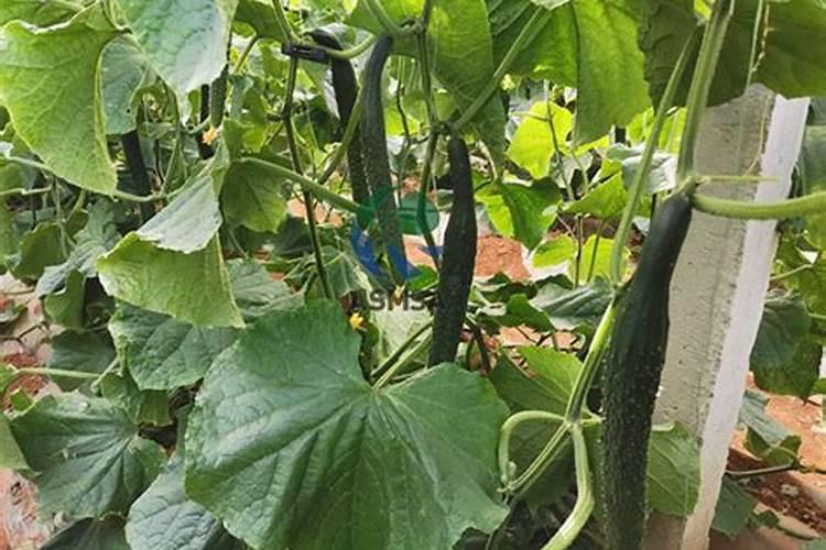 8月水稻种植管理要点 水稻施肥管理注意什么