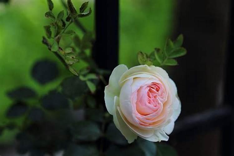 炔螨特能和叶面肥喷洒棉花吗