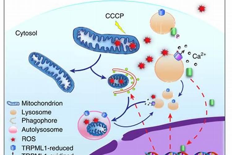 大量元素大量元素的作用