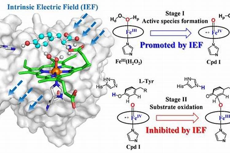 大量元素和微量元素的划分依据