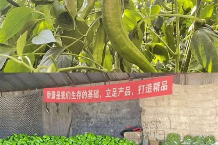 辣椒施什么肥好