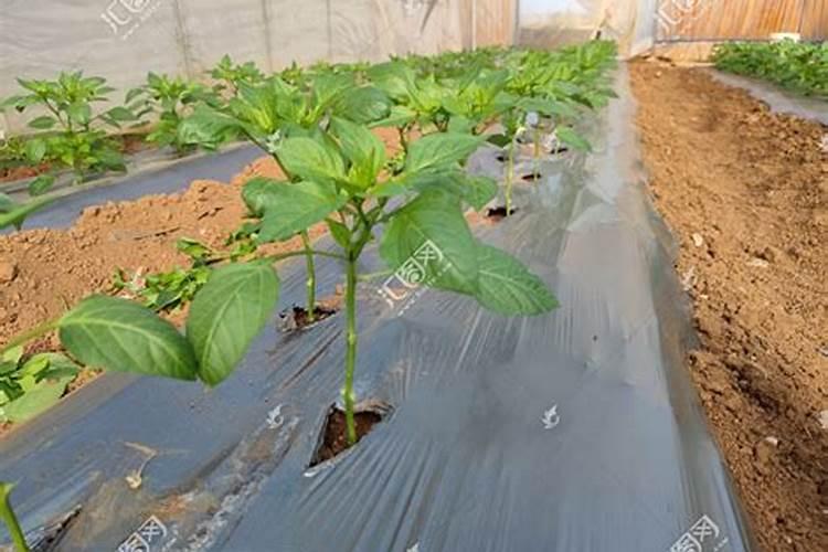 为什么夏天种植辣椒要补硼？硼有什么用？