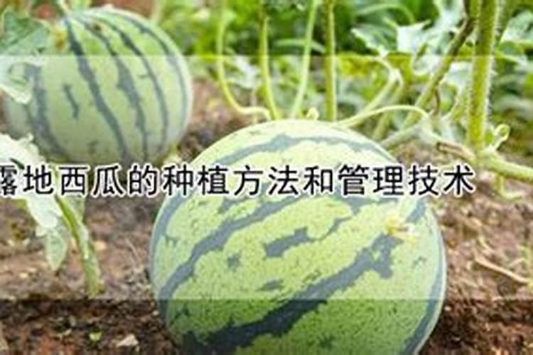 西瓜彭果期什么冲施肥最好