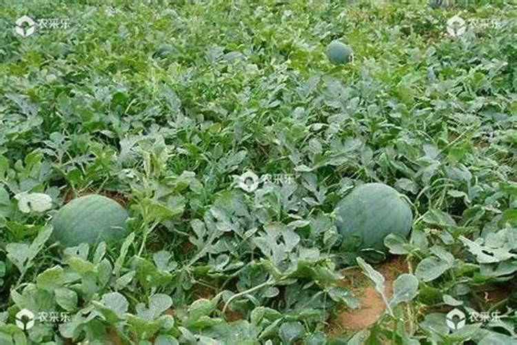 用氯化钾肥料对瓜果好不好