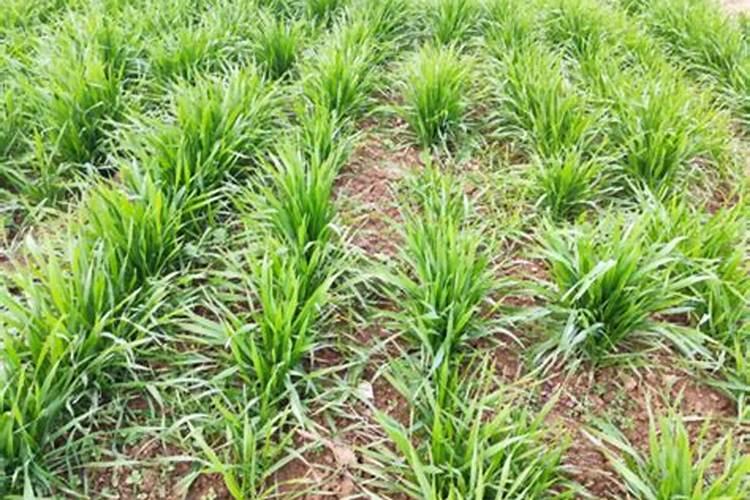 小麦几月份追肥合适,小麦出苗不好怎么办