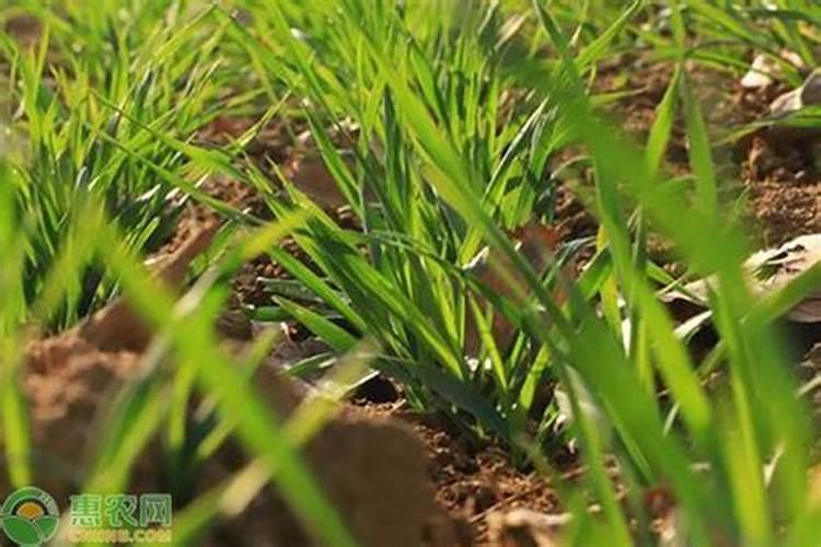 黄瓜什么时候用高钾肥料 怎么施肥提高产量