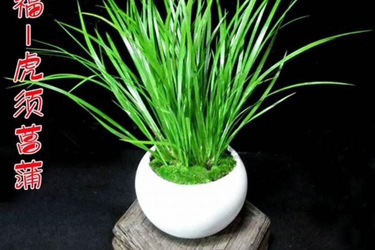 目前最好的桃树品种,最有前景的早熟桃树品种排名