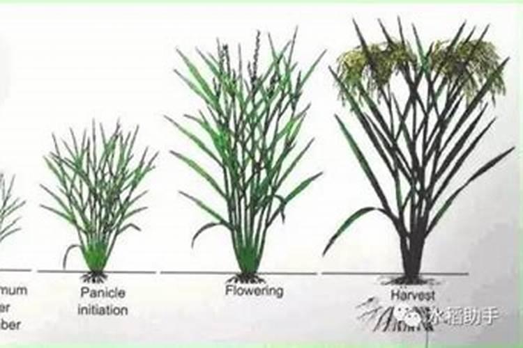 欢能肥厂家是正规厂吗