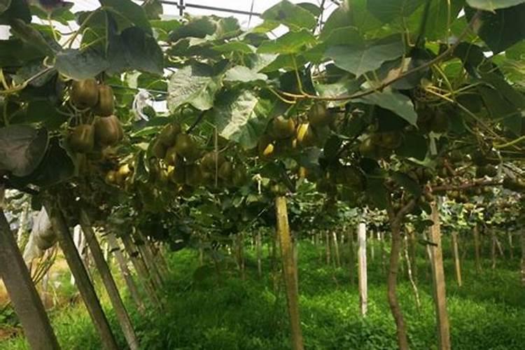 氨基酸叶面肥和磷酸二氢钾能混用吗 氨基酸叶面肥和磷酸二氢钾的配合...