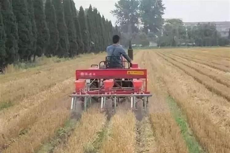 玉米苗期喷什么叶面肥