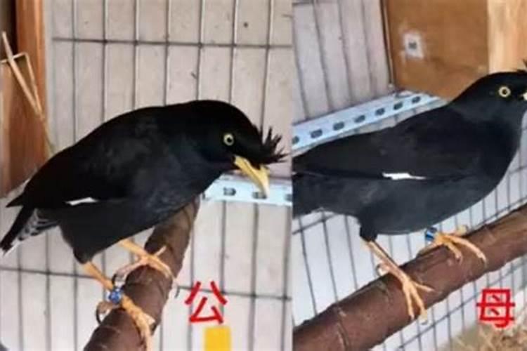 辣椒大棚冬天怎么浇水 辣椒大棚冬天如何浇水